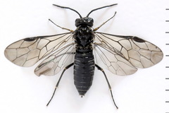 Empria alector