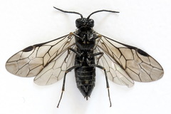 Empria alector