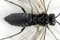 Empria alector