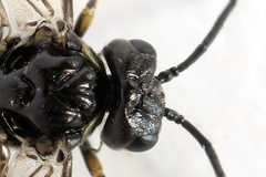 Empria alector