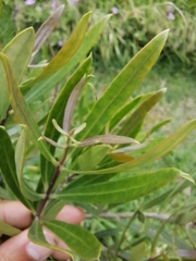 Olea exasperata