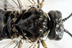 Empria alector