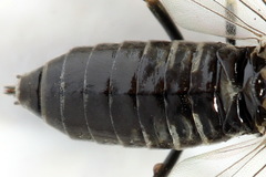 Empria alector