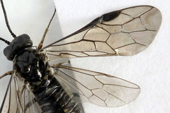 Empria alector