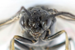 Empria alector