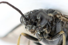 Empria alector