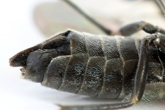 Empria alector
