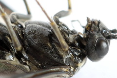 Empria alector