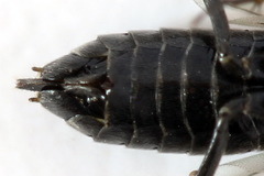 Empria alector