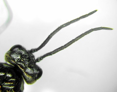 Empria alector