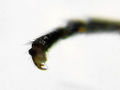 Empria alector