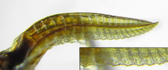Empria alector