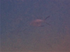 Trachinotus
