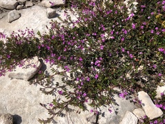 Indigofera mundiana