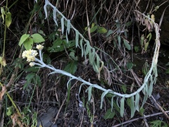 Pseudognaphalium adnatum