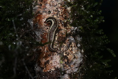 Meghimatium pictum