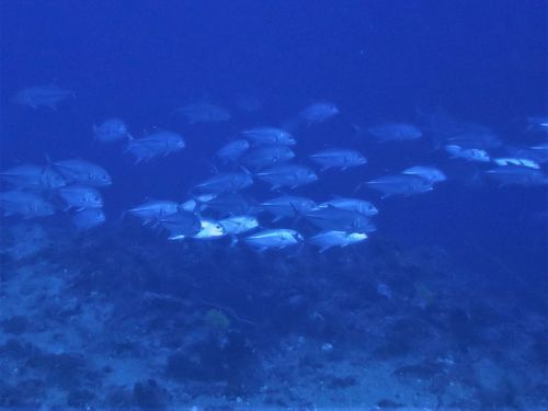 Bigeye trevally