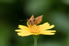 Taractrocera archias