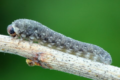 Empria candidata
