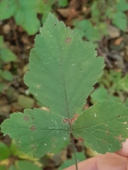Rubus caesius