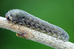 Empria candidata