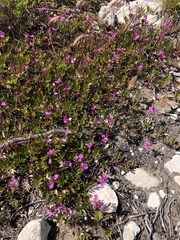 Indigofera mundiana