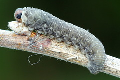 Empria candidata