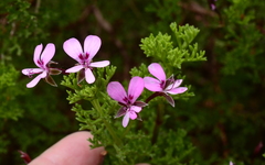 Pelargonium