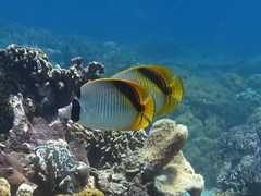 Chaetodon oxycephalus