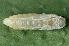 Empria candidata