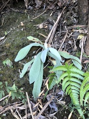 Pseudognaphalium adnatum