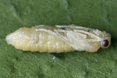 Empria candidata