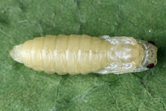 Empria candidata