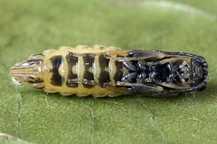 Empria candidata