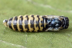 Empria candidata