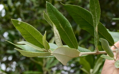 Anastrabe integerrima