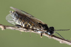 Empria candidata