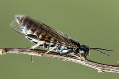 Empria candidata
