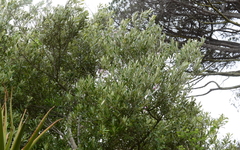 Anastrabe integerrima