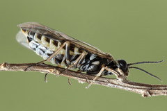 Empria candidata