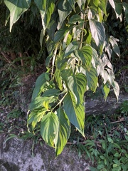 Cornus macrophylla