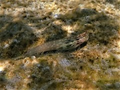 Ecsenius yaeyamaensis