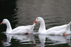 Anser anser domesticus