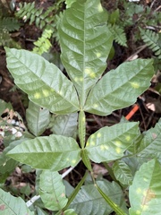 Paullinia pinnata