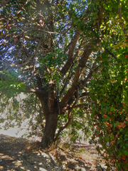 Ceratonia siliqua