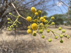 Vachellia nilotica subsp. kraussiana image