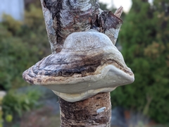 Laricifomes