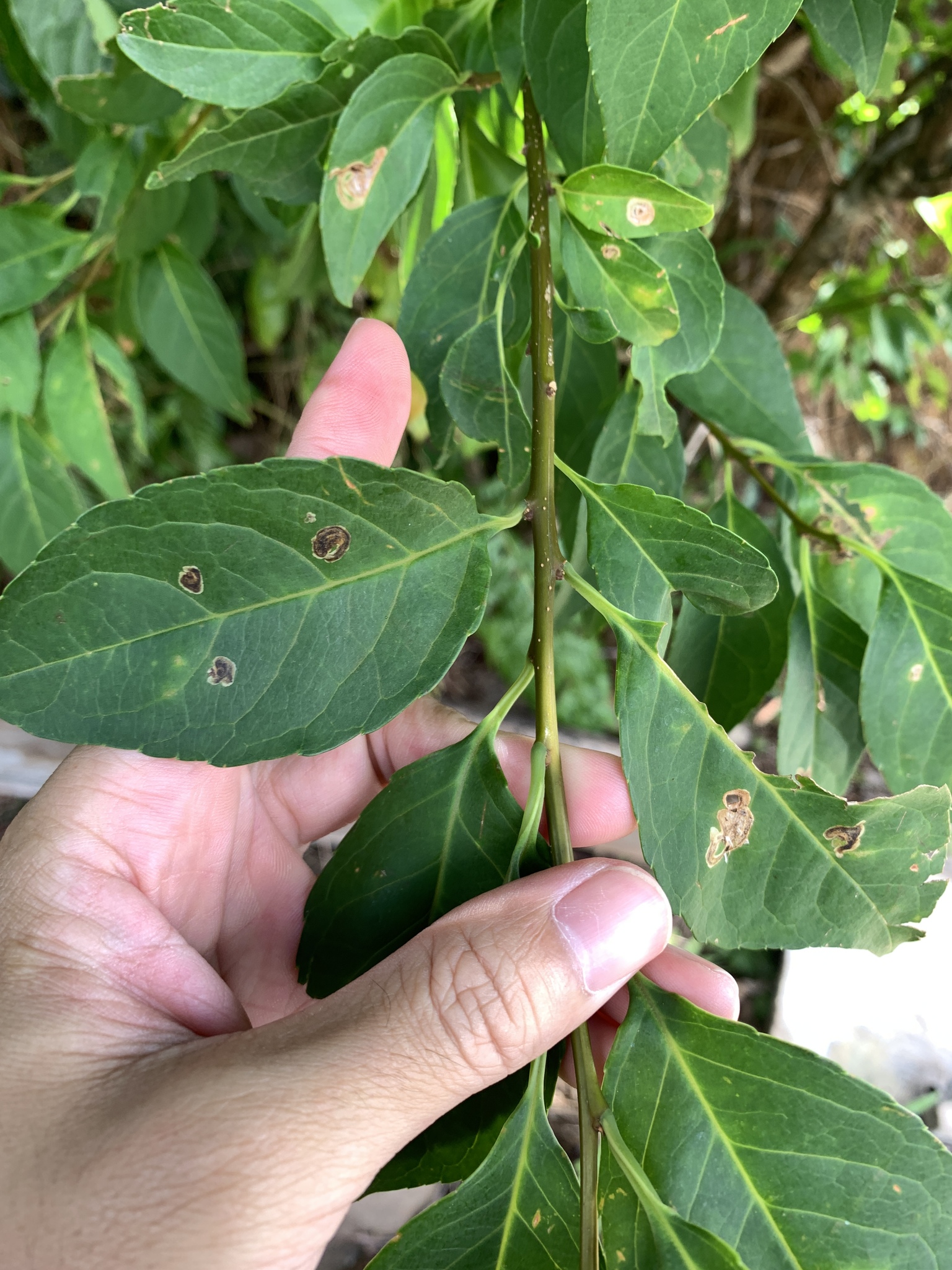 Imagem de Ilex kusanoi