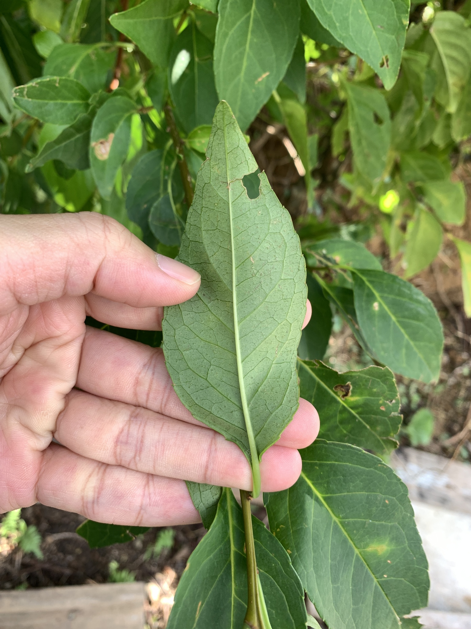 Imagem de Ilex kusanoi