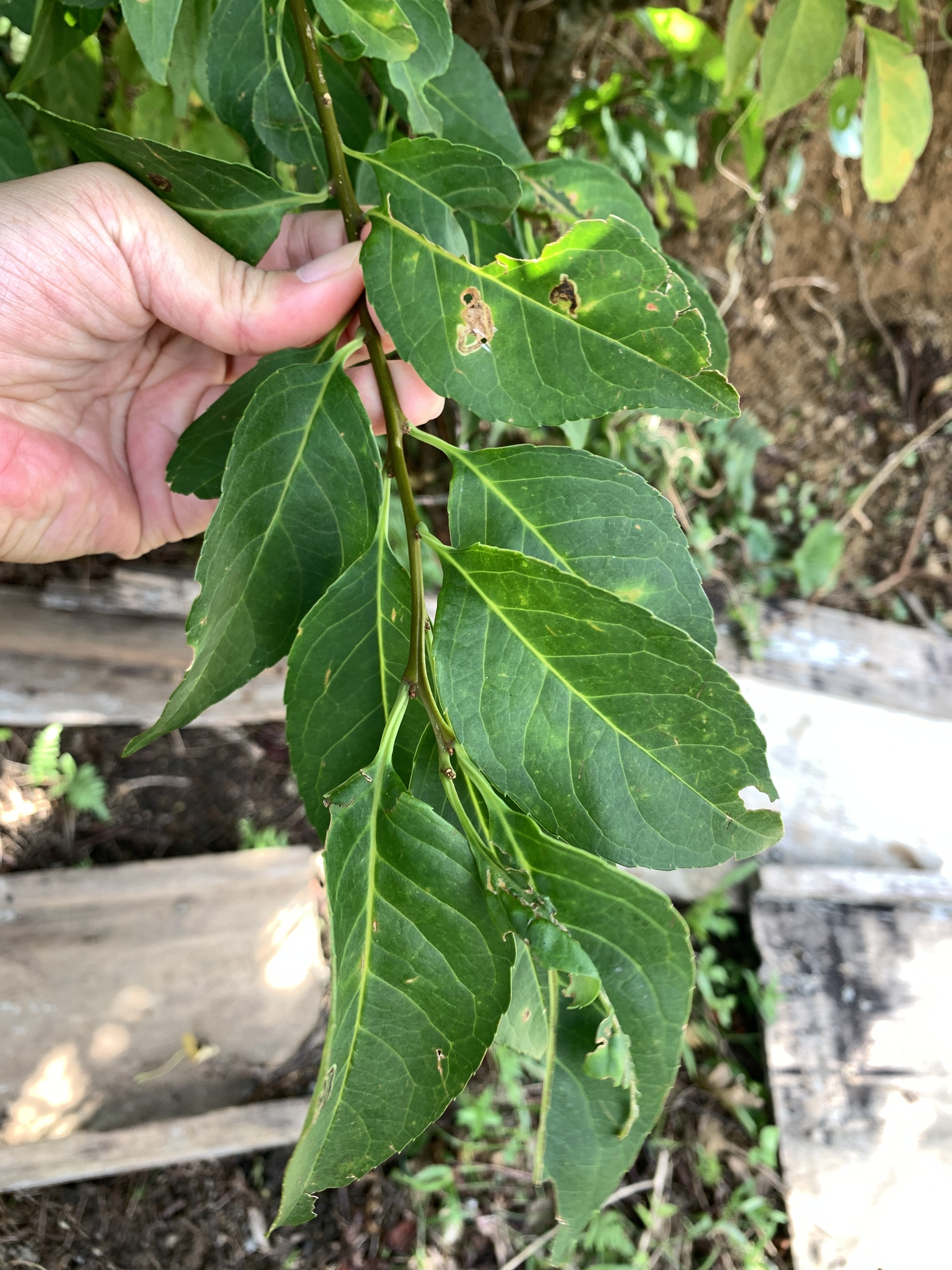 Imagem de Ilex kusanoi